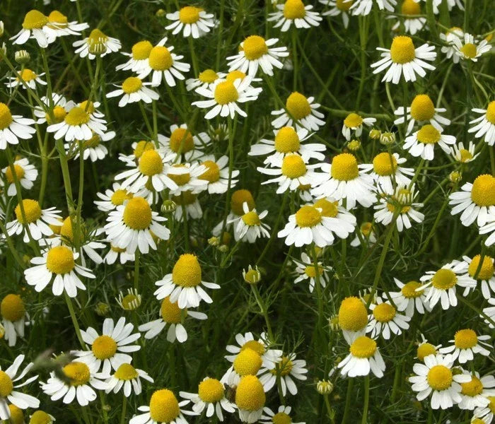 German Chamomile Seeds - Apple Scented - 100 Seeds for Teas & Potpourris