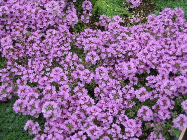 Creeping Thyme Seeds 500+ Purple Groundcover Perennial Herb Thymus serpyllum for Garden, Rock, Border, Drought-Resistant
