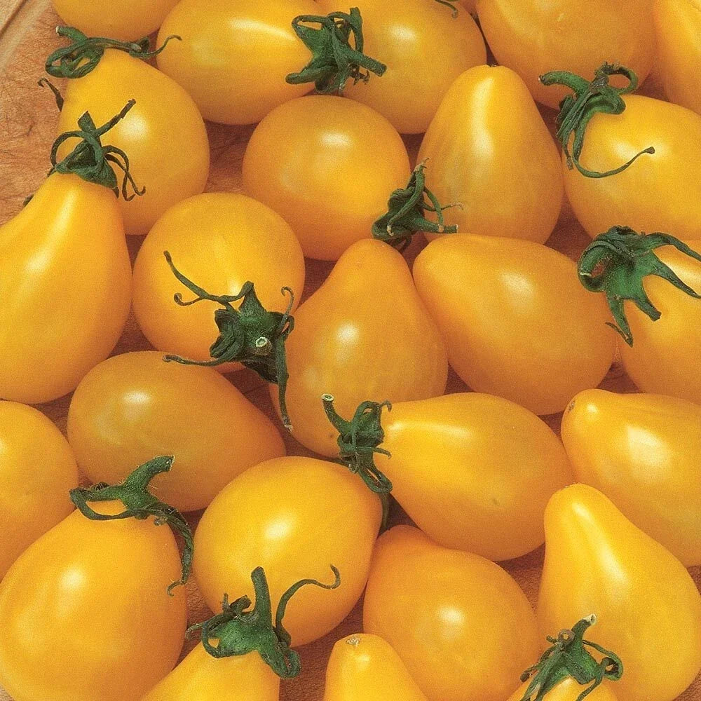 Yellow Pear Tomato Seeds 100 Ct Heirloom Non-GMO Vegetable Garden Seeds Solanum lycopersicum
