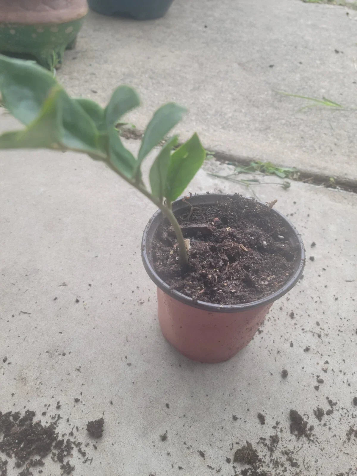 ZZ Plant - Medium Size Green Foliage - Zamioculcas zamiifolia Indoor Houseplant