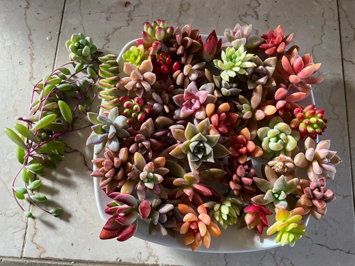Succulent Cuttings - 40 Colorful Varieties for DIY Projects & Indoor Gardening - Various Species