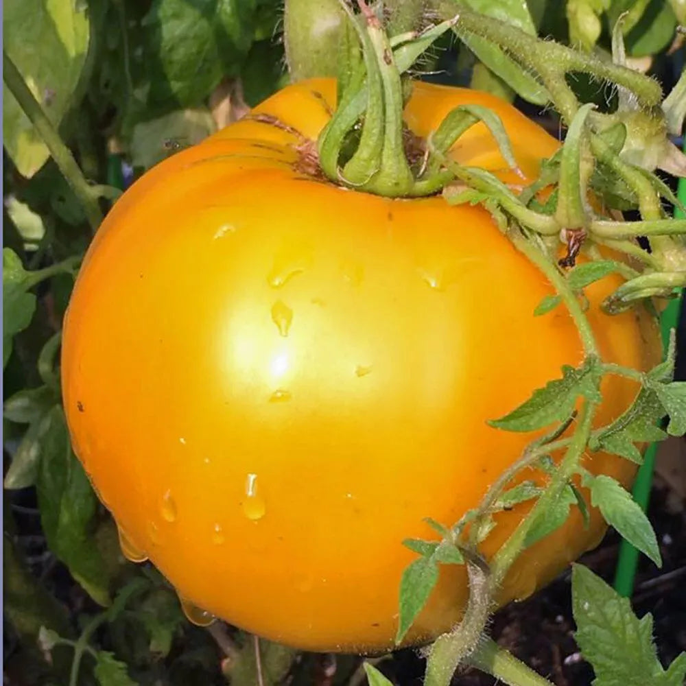 Golden Jubilee Tomato Seeds - Non-GMO Heirloom Solanum lycopersicum, 50 Seeds for Home Gardening
