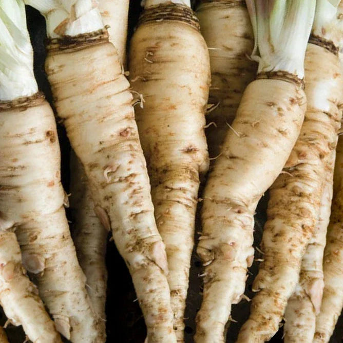 Mammoth Sandwich Island Salsify Seeds | White Oyster Parsnip Heirloom Vegetable Seeds 2025