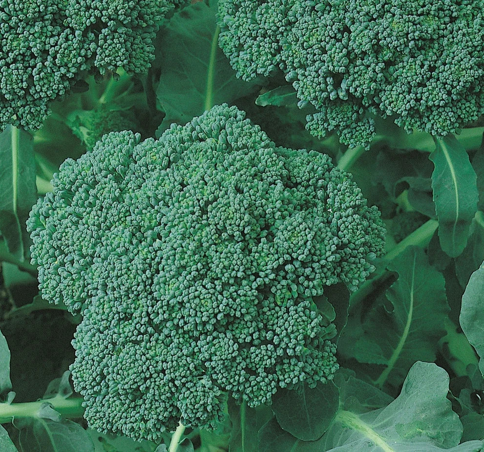 Broccoli Seeds 500+ Green Sprouting Calabrese Brassica oleracea Vegetable Seeds for Garden, Heirloom Variety