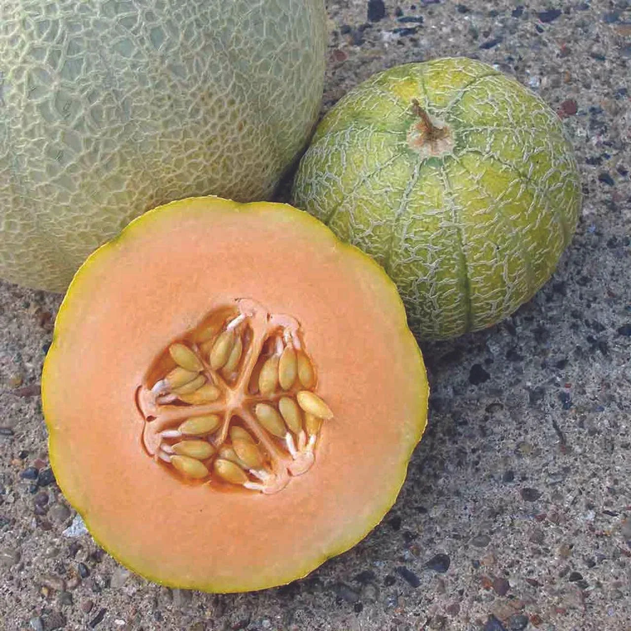 Minnesota Midget Cantaloupe Seeds – Non-GMO Mini Melon Fruit, Cucumis melo, 25+ Seeds for Small Gardens & Backyard Growing