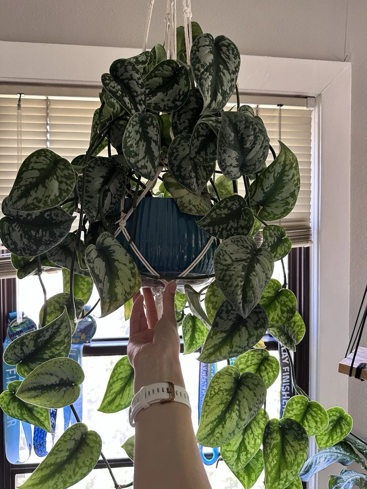 Scindapsus Pictus Exotica Silver Rooted Cuttings - Indoor Houseplant - Easy Care Vining Plant