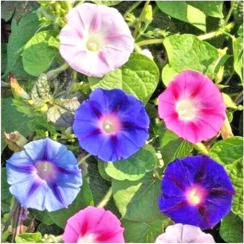 Morning Glory Flower Seeds Mix - 70+ Ipomoea spp. Climbing Vine Seeds for Container Gardening