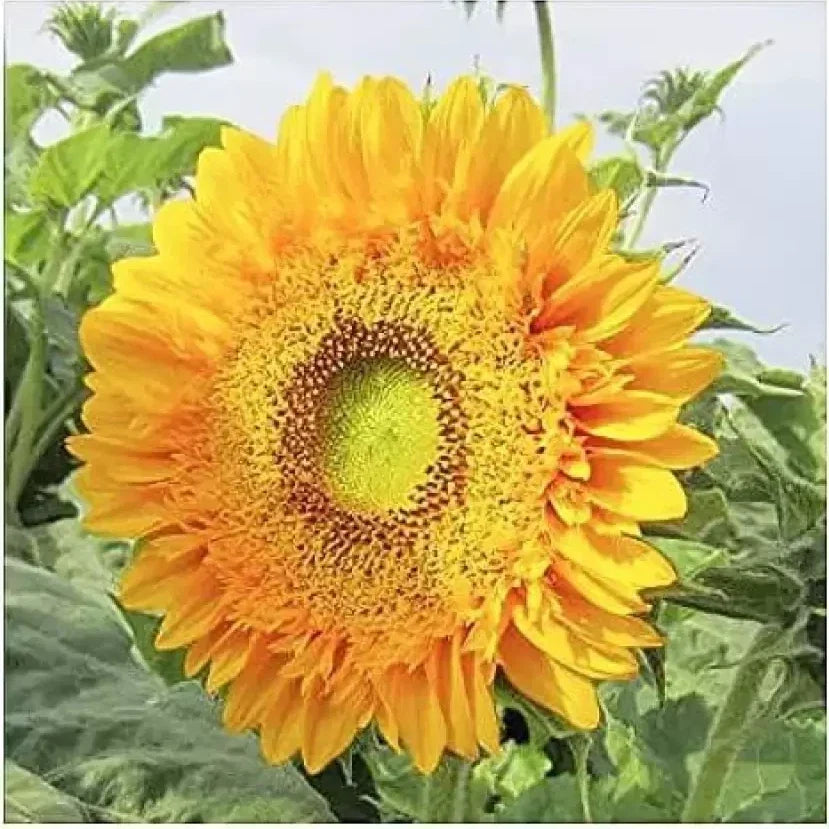 Double Sunflower Seeds - 50+ Large Double Blooms - Vibrant Colors - Helianthus annuus - Easy to Grow, Non-GMO