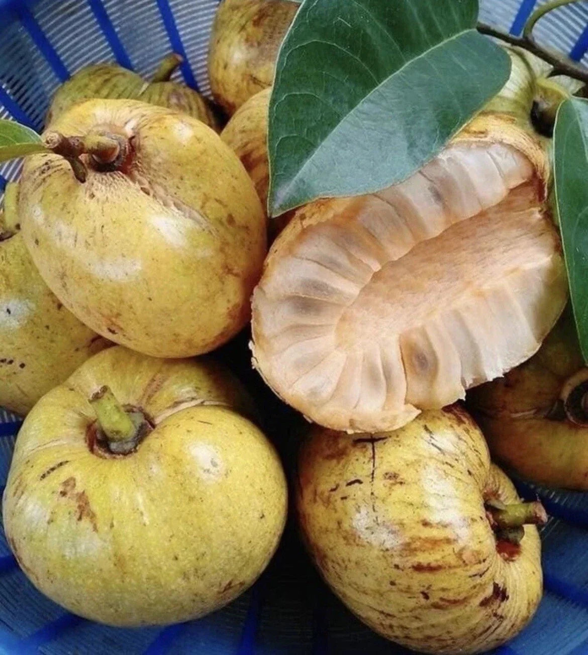 Pond Apple Seeds - 10 Seeds - Alligator Apple - Annona Glabra - Tropical Wetland Tree for Garden & Landscape