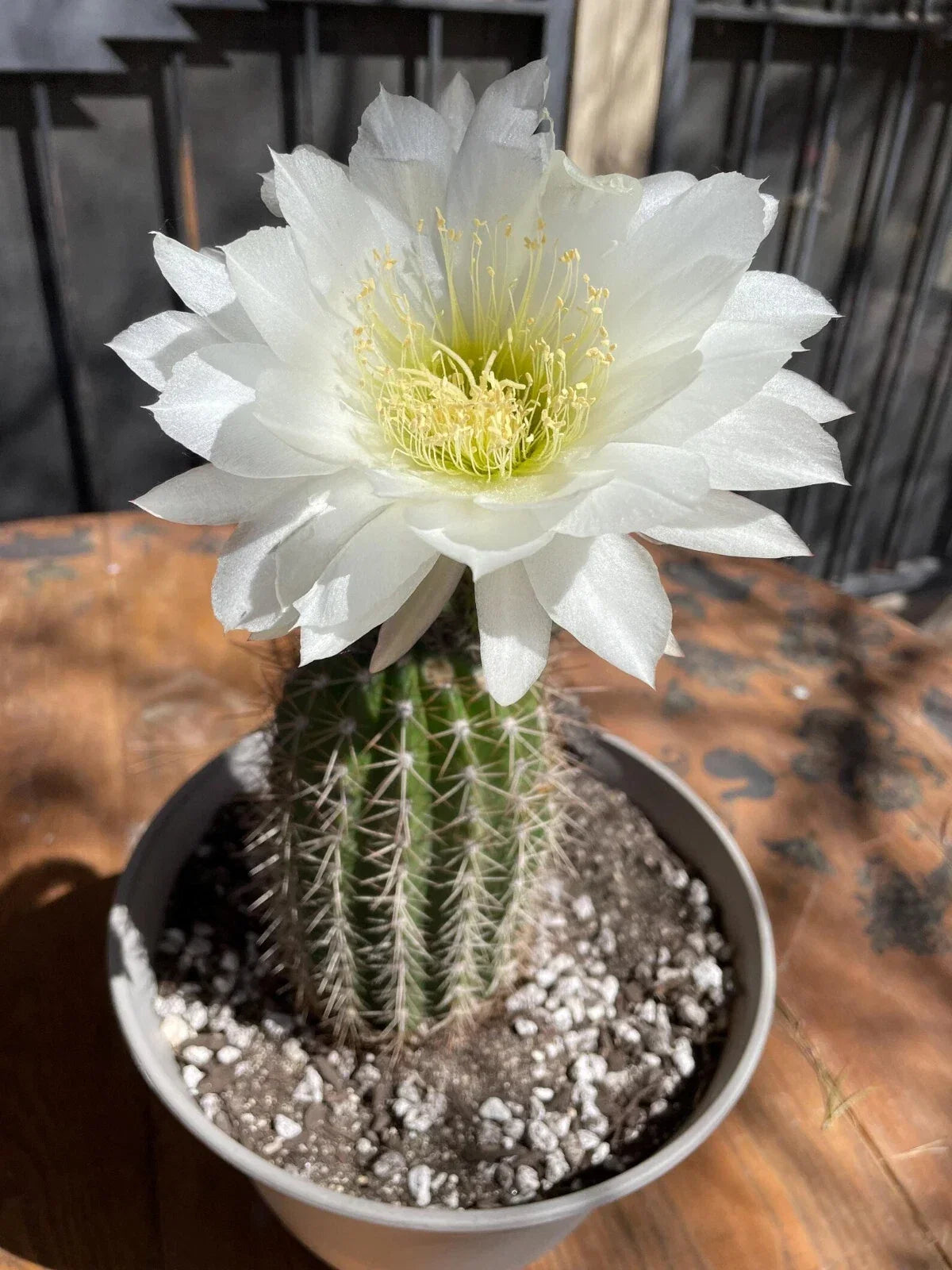 Large Trichocereus Grandiflorus 8-Inch Potted Cactus with 5-Inch Red Flowers, Indoor or Outdoor Garden Decor