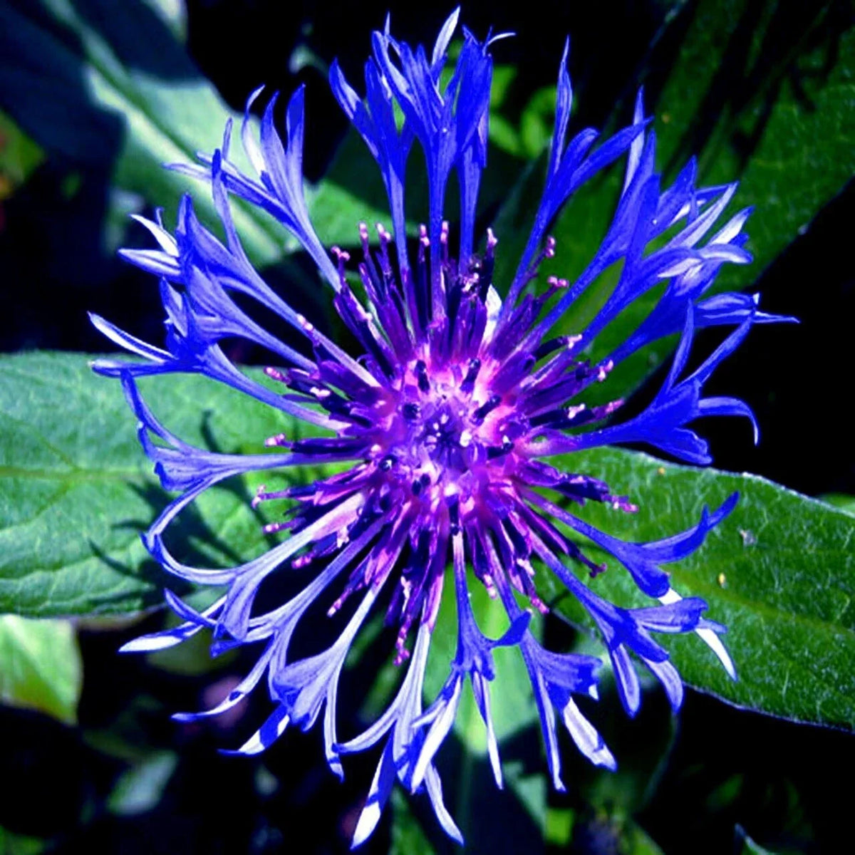 Mountain Blue Cornflower Seeds, Perennial Centaurea montana, Blue Flower Seeds for Gardens, Cold Hardy, 20 Seeds