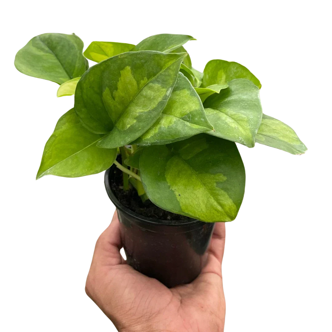 Pothos Plant 6-Inch Pot Global Green Variegated Houseplant Epipremnum aureum