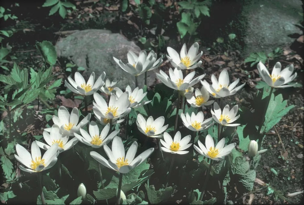 Wild Bloodroot Plants 20-Pack | Sanguinaria canadensis from Appalachian Mountains