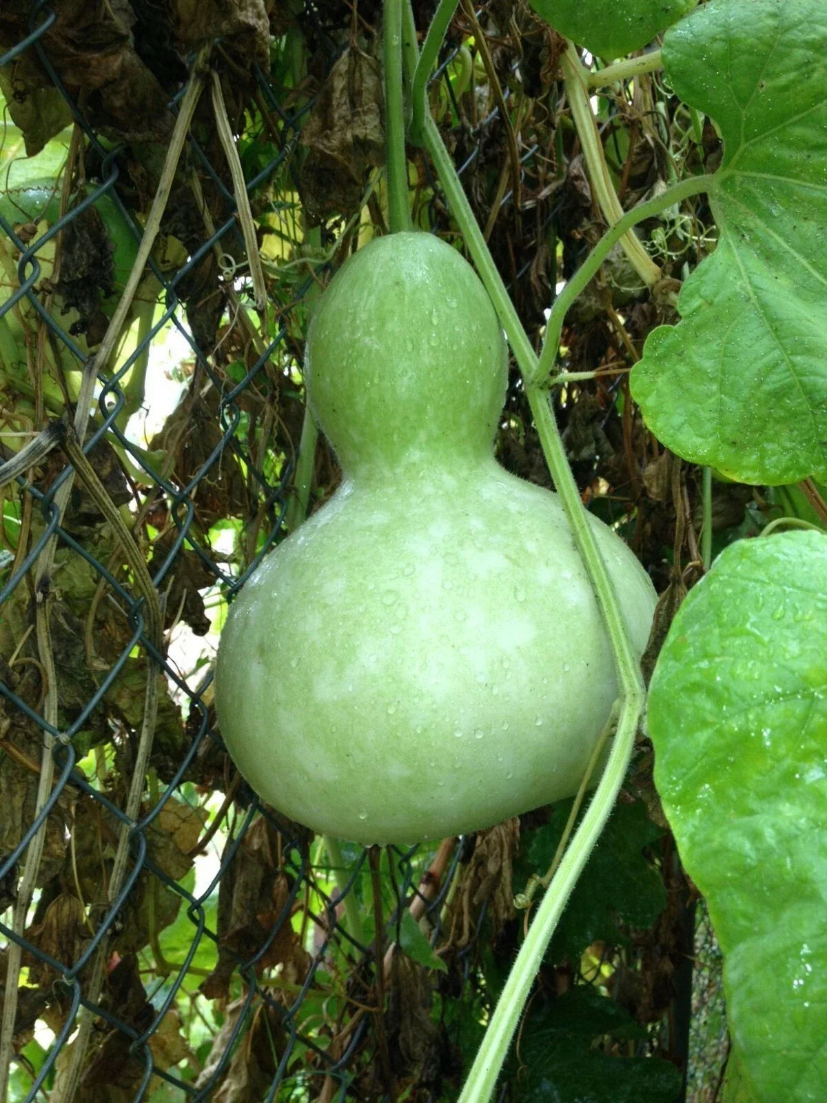 Birdhouse Gourd Seeds 10 Pack Heirloom Non-GMO Climbing Vine Lagenaria siceraria for Garden Crafting