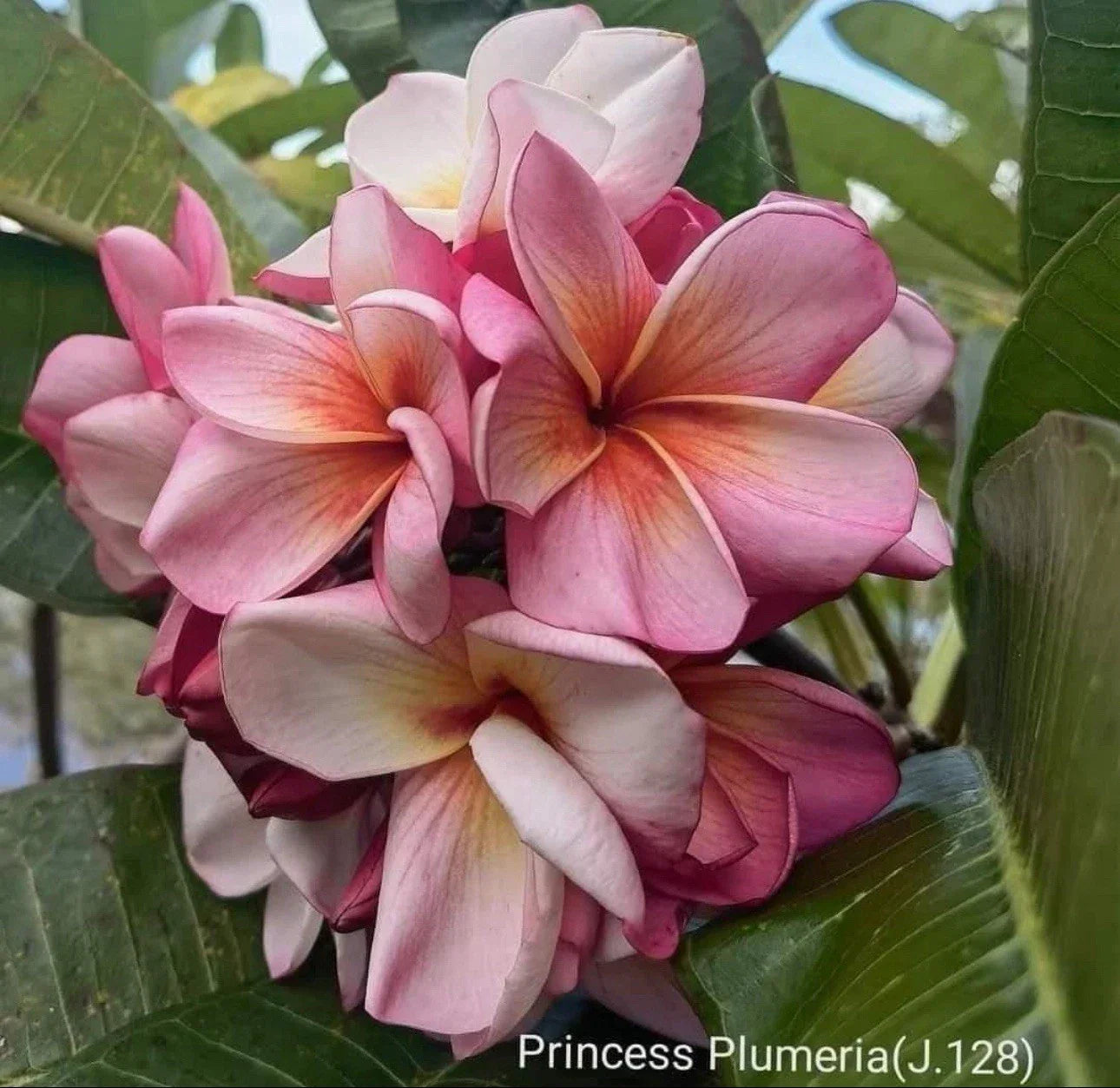 Rooted Pink Rose Plumeria Cutting - Fragrant Tropical Plant - Plumeria rubra - 2 ft Indoor/Outdoor Garden Plant