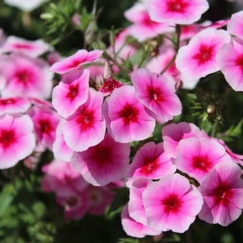Brilliant Phlox Seeds | Vibrant Color Mix | Phlox paniculata Flower Seeds for Borders & Containers