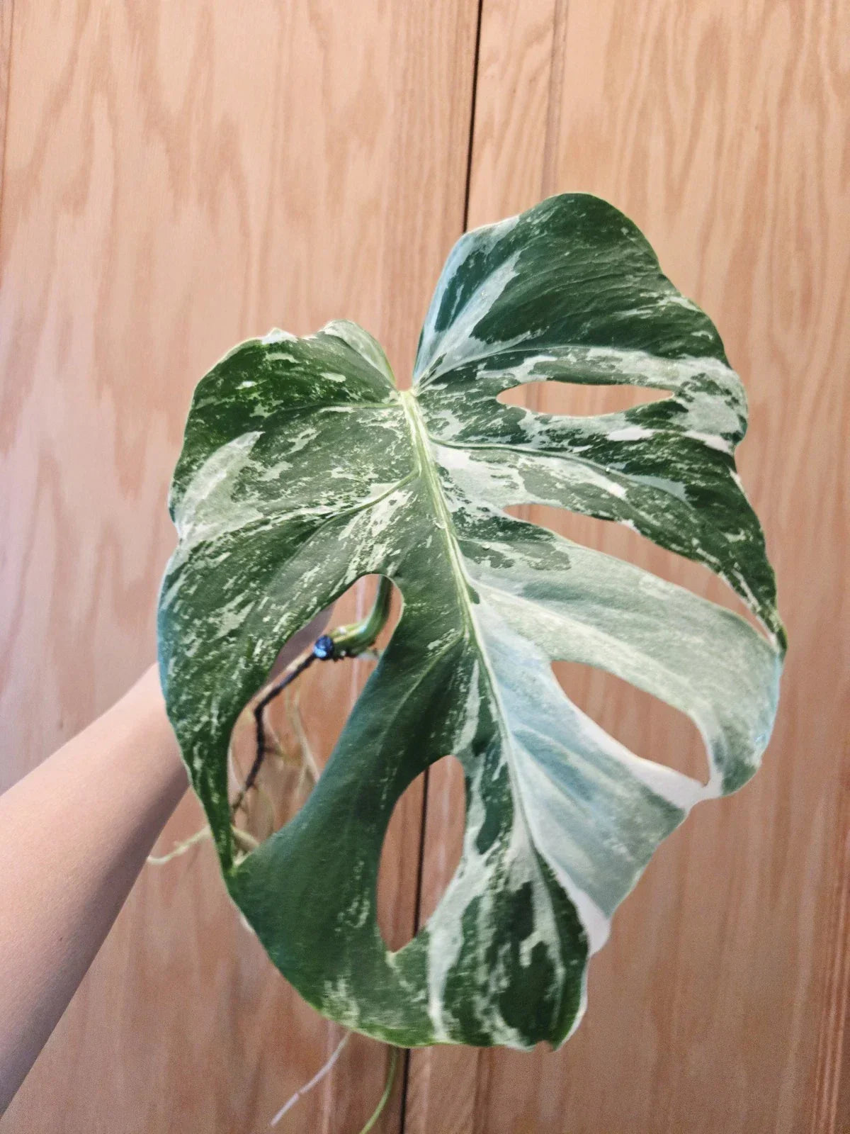 Monstera Albo Variegated Plant - Rooted Cutting - Rare Houseplant - Monstera deliciosa var. albo-marginata