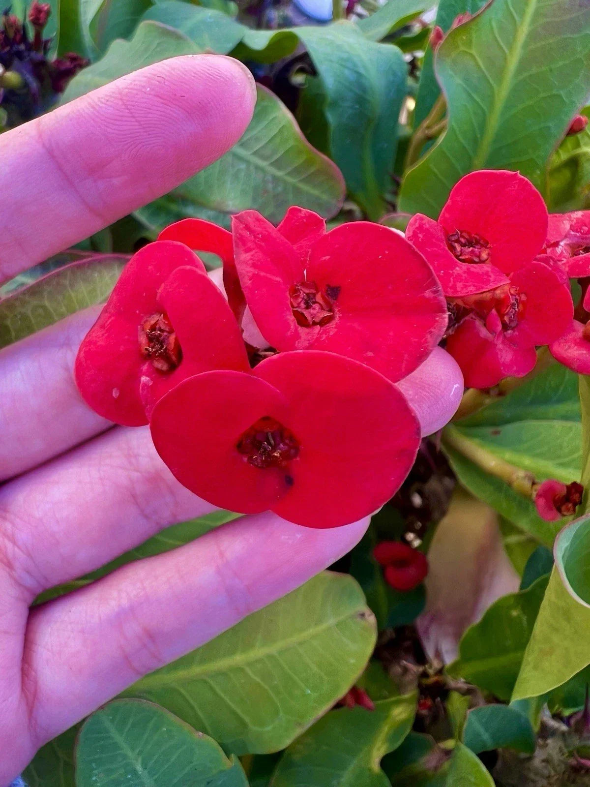 Crown of Thorns Cuttings - 6 Unrooted Euphorbia Milii Mixed Varieties for Propagation, Indoor & Outdoor Gardening