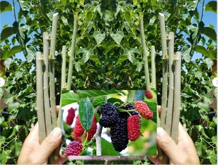 Black Dwarf Mulberry Cuttings - 10 Organic Fresh Rooting Grafting Morus alba for Small Gardens