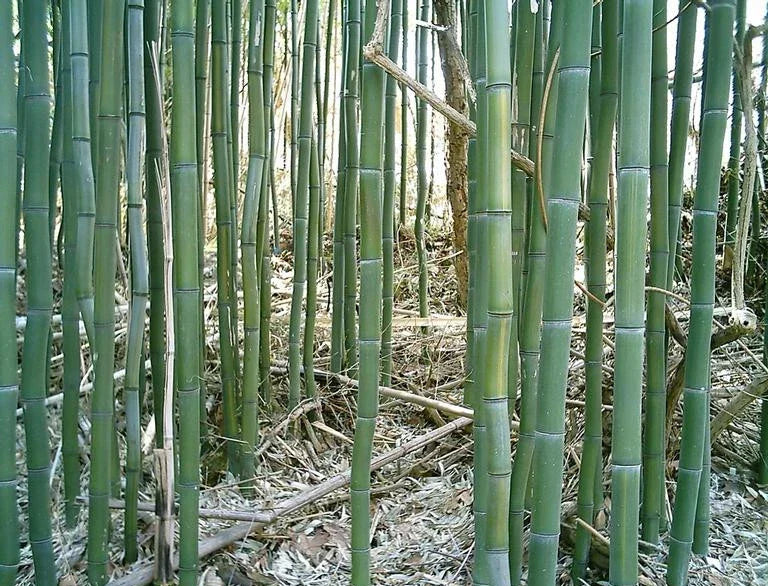 Yellow Groove Bamboo Rhizome Cutting - Phyllostachys aureosulcata, Hardy Zone 5, Garden Plants, Clumping, 1 Ft Root