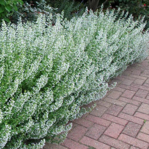 Common White Catmint Seeds, Non-GMO Flower Seeds, Nepeta × faassenii, Fragrant White Blooms, Easy to Grow Herb, Pollinator Attractant