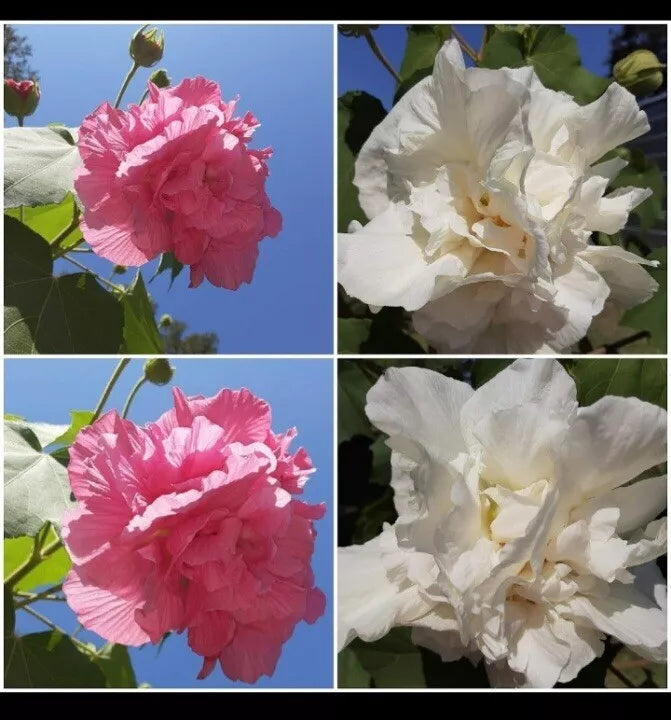 Cotton Rose Cuttings (4) - Color Changing Flowers from White to Pink - Hibiscus mutabilis