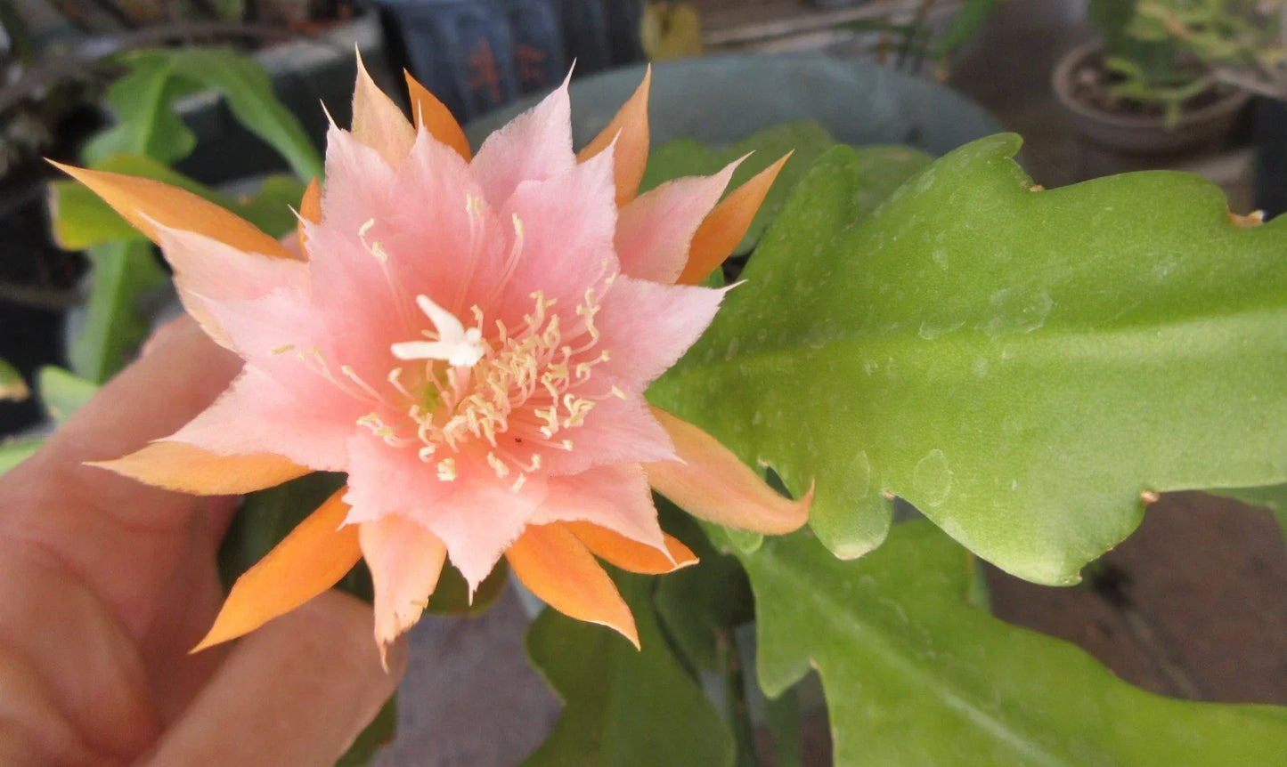 Epiphyllum ''Kaguyahame'' Small Flower Plant – 2 Rooted Stems, Rare Orchid Cactus, Indoor Houseplant, Unique Epiphyllum spp.