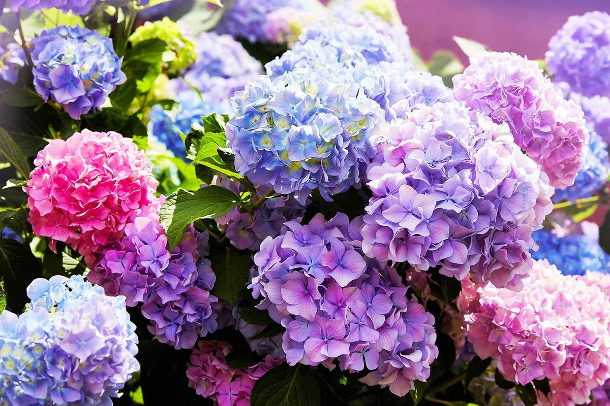 Mixed Color Hydrangea Seeds - 50 Easy to Grow Hydrangea macrophylla Seeds with Large Blooms