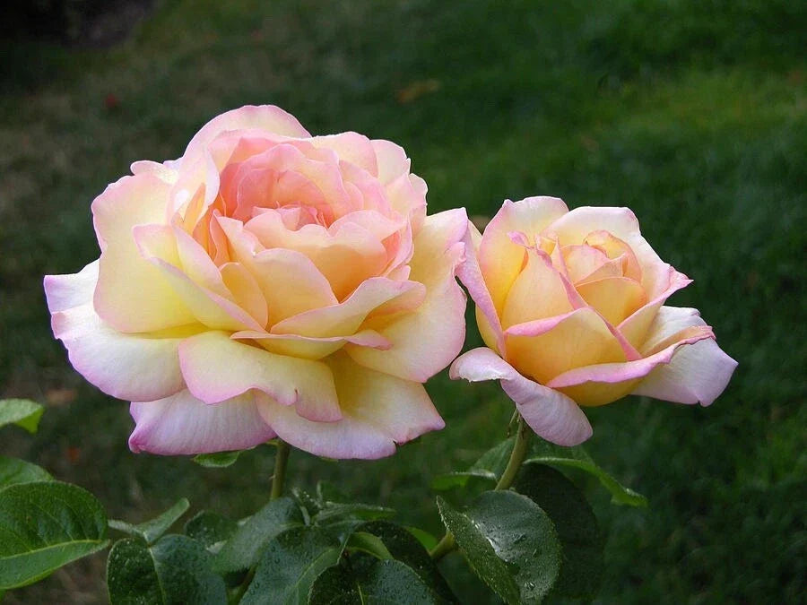 Peace Rose Cuttings for Rooting - Rosa 'Peace' - Garden and Landscaping Planting Material