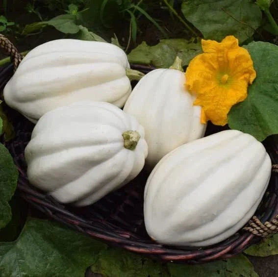 Mashed Potato Squash Seeds 10 Count - Exotic White Cucurbita pepo for Garden Planting