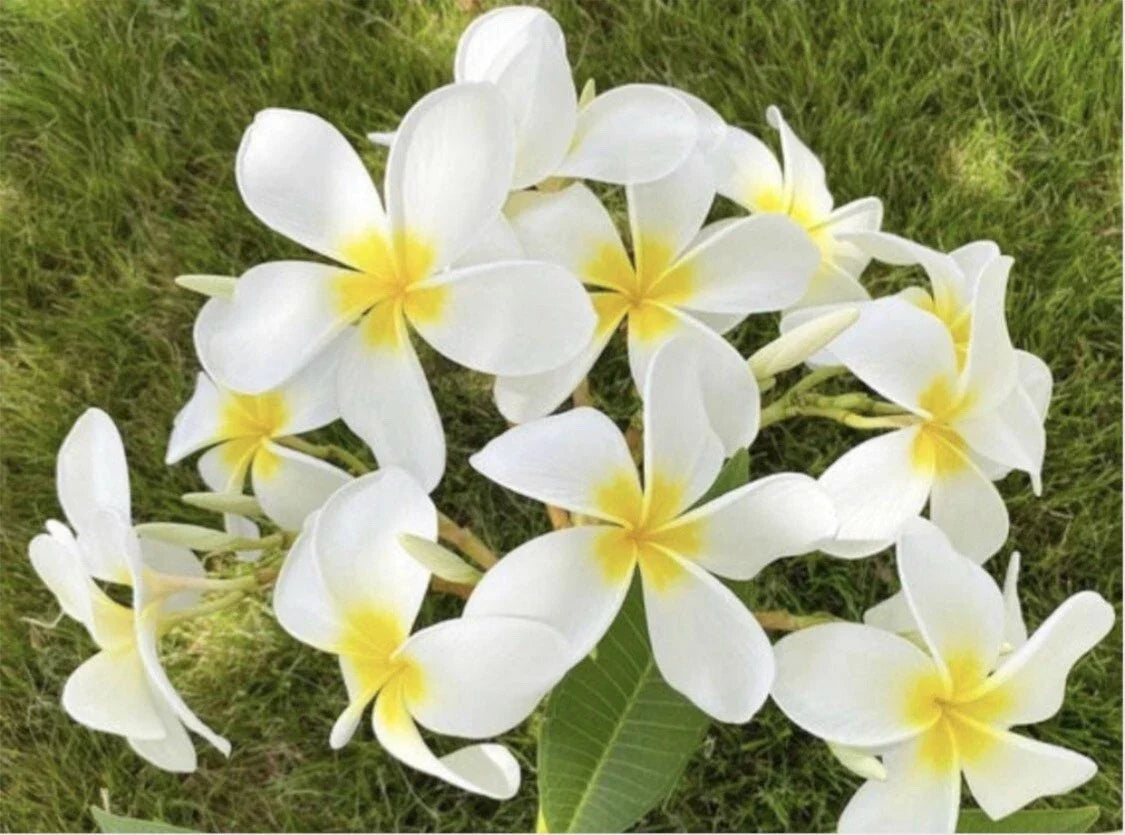 Rooted Plumeria Cutting 21" Cloud 9 Frangipani Plant with Large Fragrant Flowers - Plumeria rubra