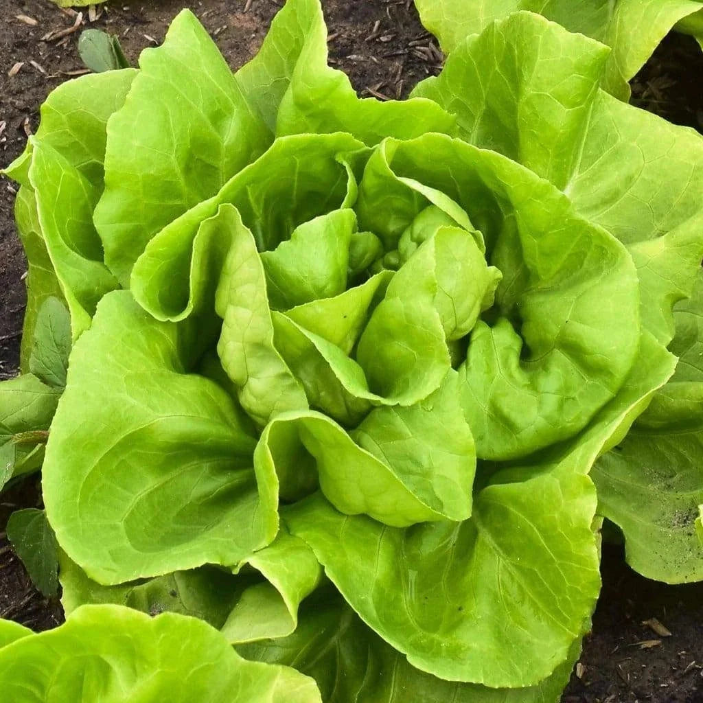 Buttercrunch Butterhead Lettuce Seeds - Non-GMO, Organic, Heirloom, Lactuca sativa, Salad Greens, Compact Growth, Seed Packet