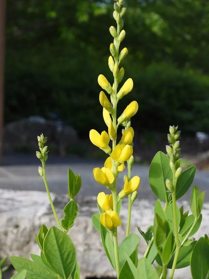 Baptisia Screaming Yellow Seeds - Butterfly-Attracting Perennial Wild Indigo (Baptisia tinctoria) - Full Sun, Drought Tolerant