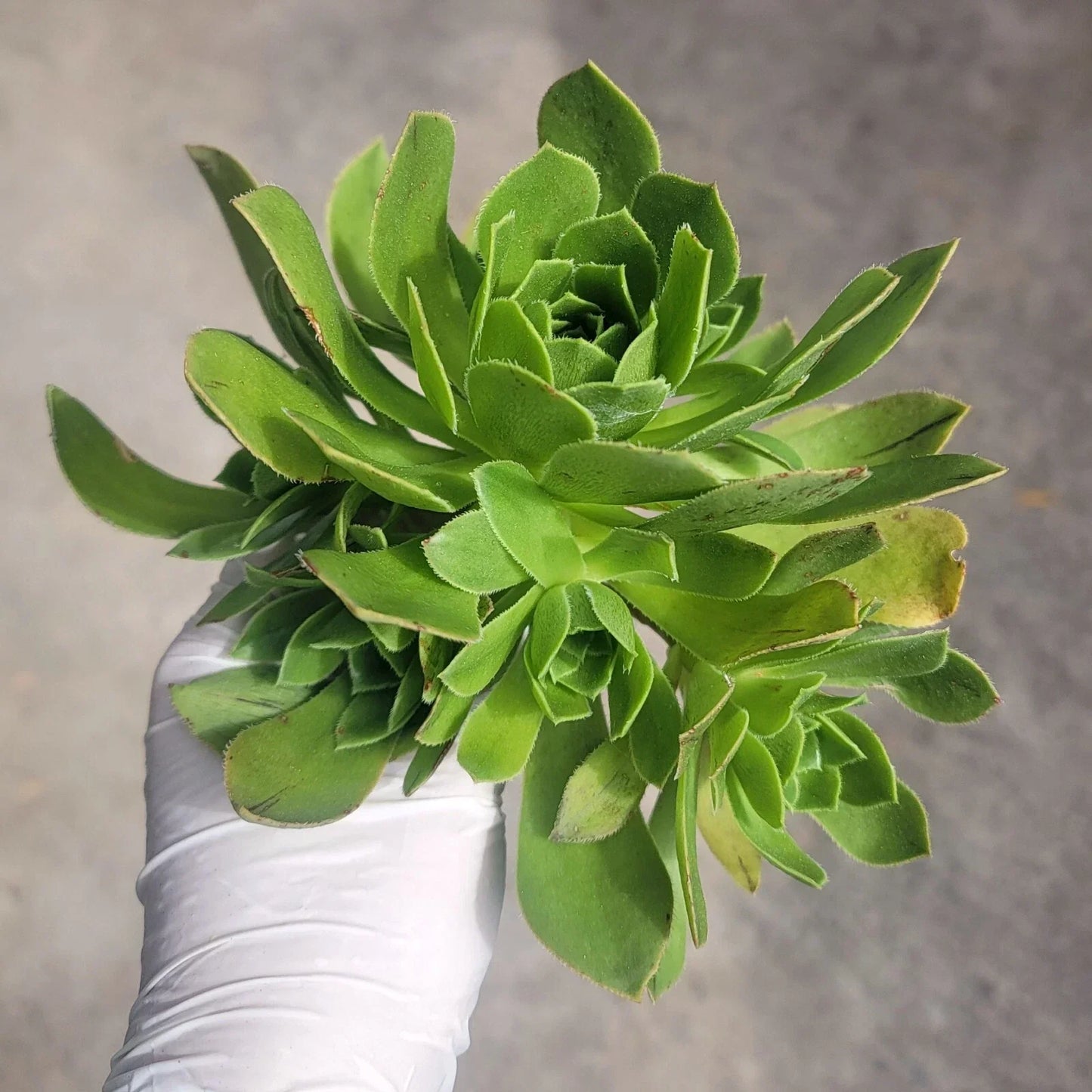 Aeonium Arboreum cv Cluster Cutting Succulent No Roots, Crassulaceae, Indoor/Outdoor Garden Plant