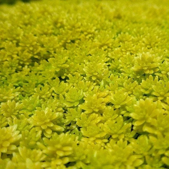 Carpet Sedum Acre 'Gold Moss' Ground Cover | Drought-Tolerant Creeping Plant | Sedum acre | Full Sun to Partial Shade