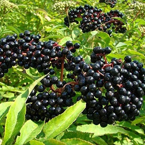Black Elderberry Seeds 50 Count Sambucus nigra Organic Elder Tree Berry for Planting and Gardening