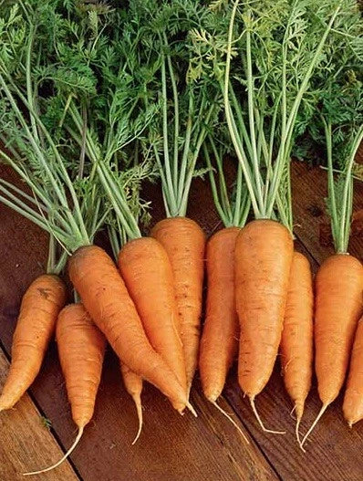Danvers 126 Carrot Seeds - 1000 Non-GMO Heirloom Organic Seeds for Vegetable Garden, Daucus carota
