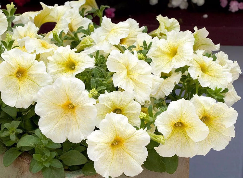 Petunia Seeds Pelleted Prism Sunshine Bright Yellow Flowers Attracts Butterflies Petunia x hybrida