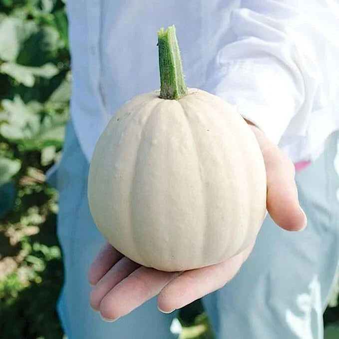 Buffy Winter Squash Seeds - 10 Mini Cucurbita maxima Seeds for Garden