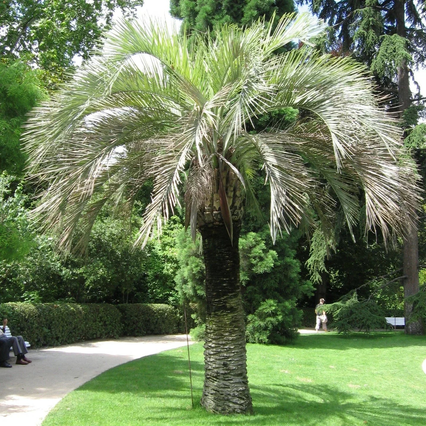 Coco Jelly Pindo Palm Seeds - 10 Count Butia capitata | Tropical Indoor Outdoor Palm
