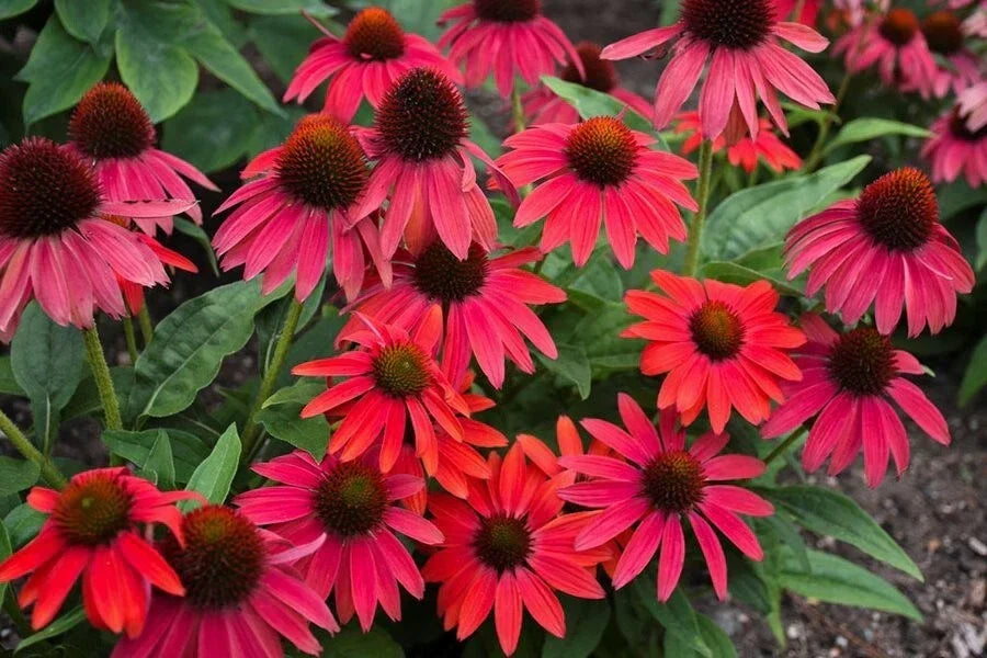 Red Coneflower Seeds - 200+ Pack - Echinacea purpurea - Perennial Garden Plant