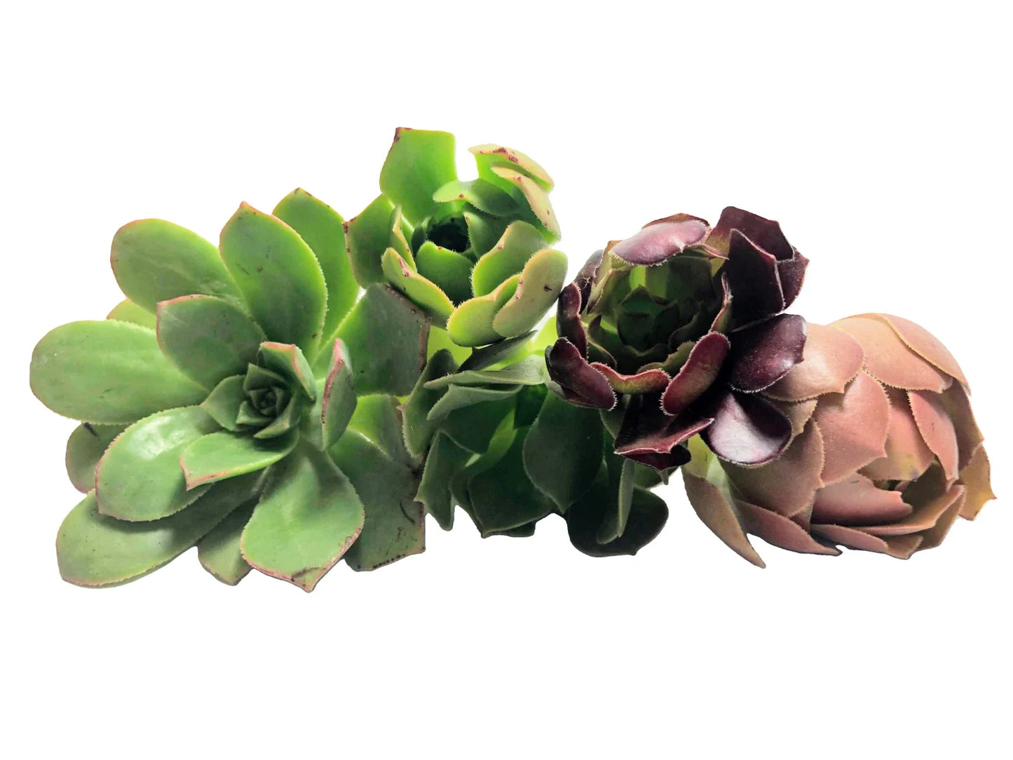 Assorted Aeonium Cuttings 2–6" | Unique Succulent Rosettes | Aeonium spp. for Indoor & Outdoor Gardening