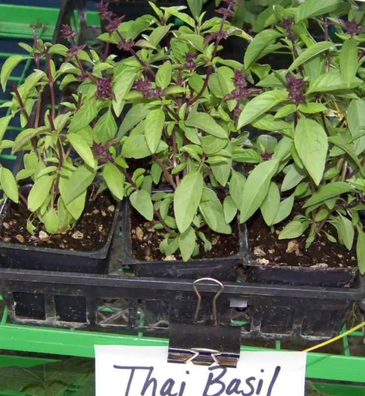 Basil Seeds Pack of 110 - Thai Spicy Variety - Ocimum basilicum - Indoor & Outdoor Gardening