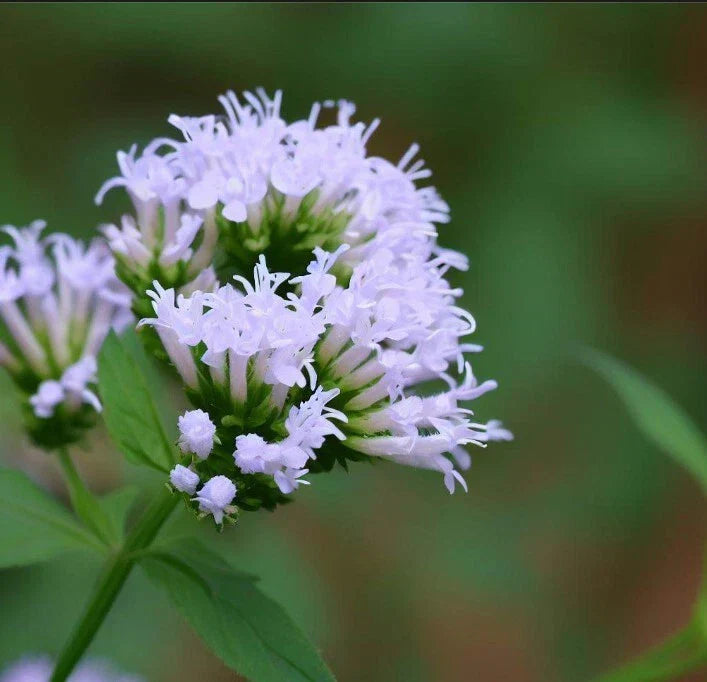 Mountain Mint Seeds, Slender Variety, Aromatic Leaves, Pycnanthemum tenuifolium, Perennial Herb, Full Sun, Drought Tolerant
