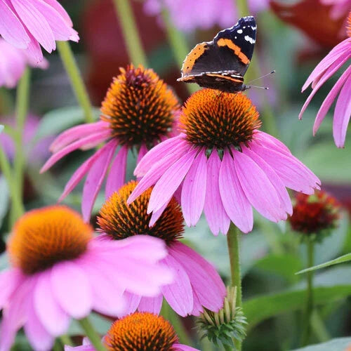 Purple Coneflower Seeds - 200-4000 Non-GMO Echinacea purpurea for Gardens & Landscaping