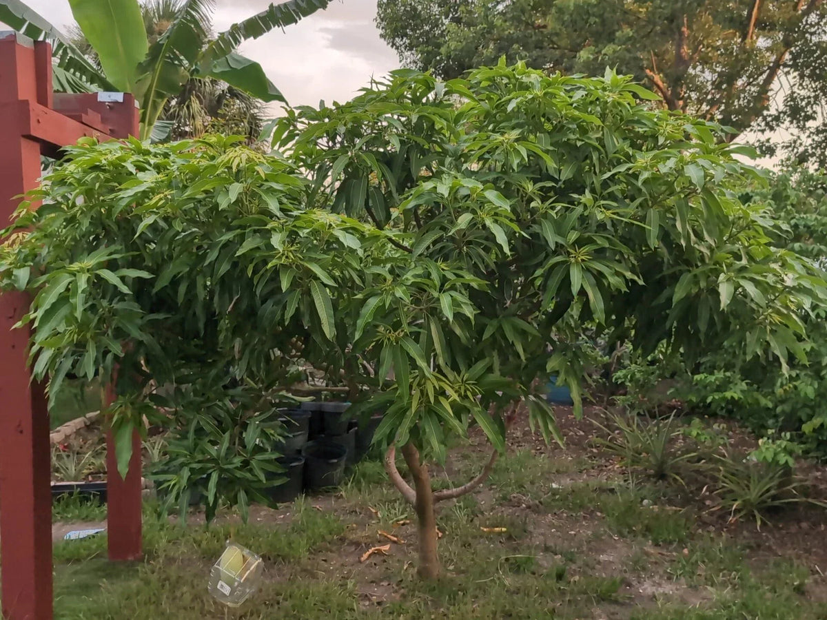 Mango Grafting Cuttings - 3 Rosigold Scion Wood for Grafting - Tropical Fruit Trees - Mangifera indica