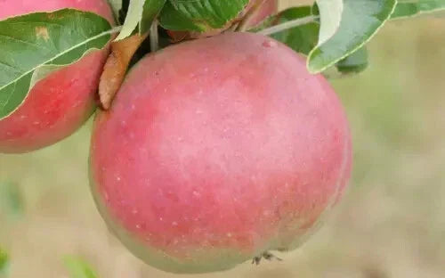 25+ Sops in Wine Apple Seeds - Malus domestica - Heirloom Fruit Tree Seeds USA