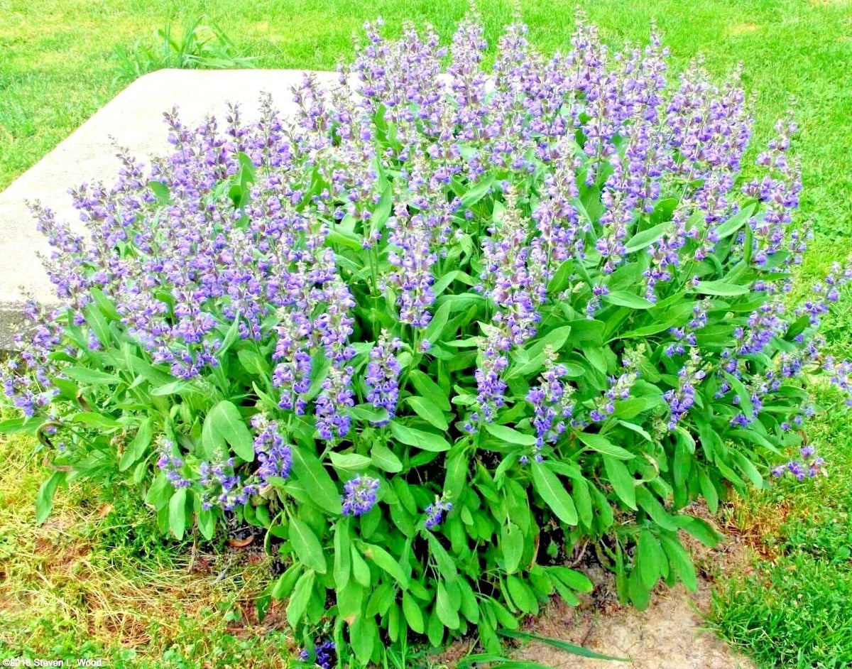 Organic Kitchen Sage Seeds - 200+ Culinary Broadleaf Herb Salvia officinalis