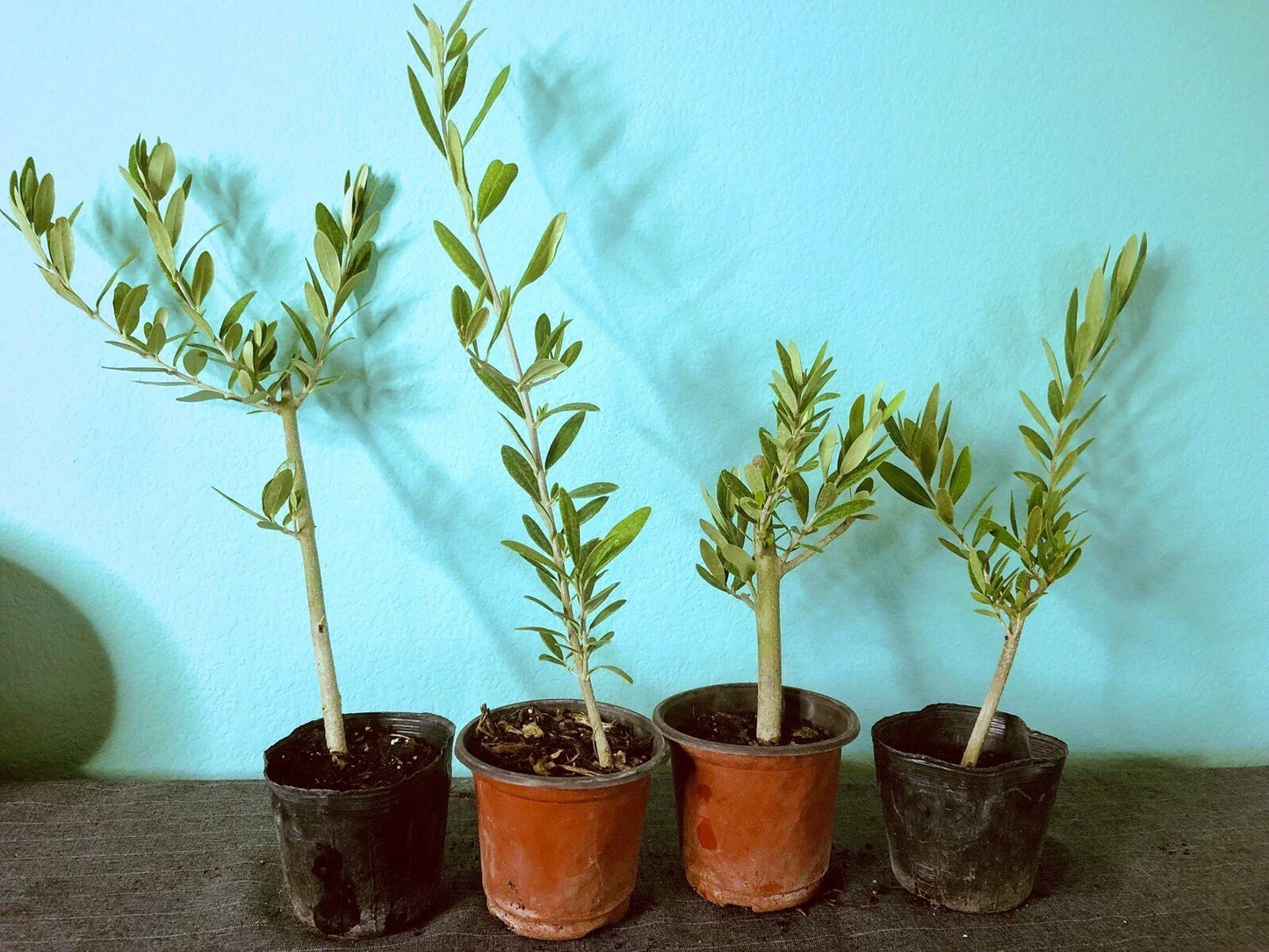 Olive Tree Live Plants – Fully Rooted Cuttings 6-12in Olea Europaea for Indoor Outdoor Gardens