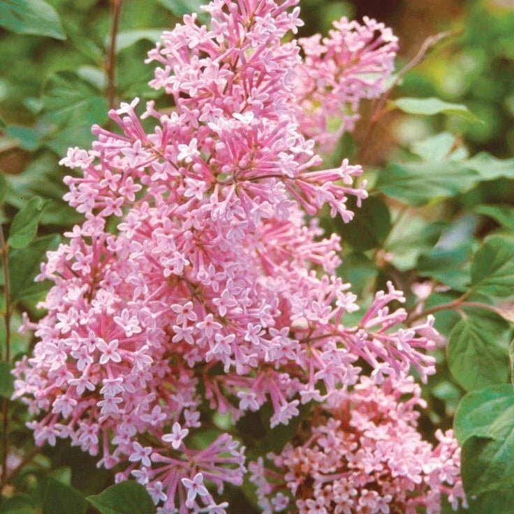 Coral Lilac Seeds - 25 Perennial Flower Seeds, Fragrant Syringa vulgaris, Garden, Border, Landscaping, US Seller